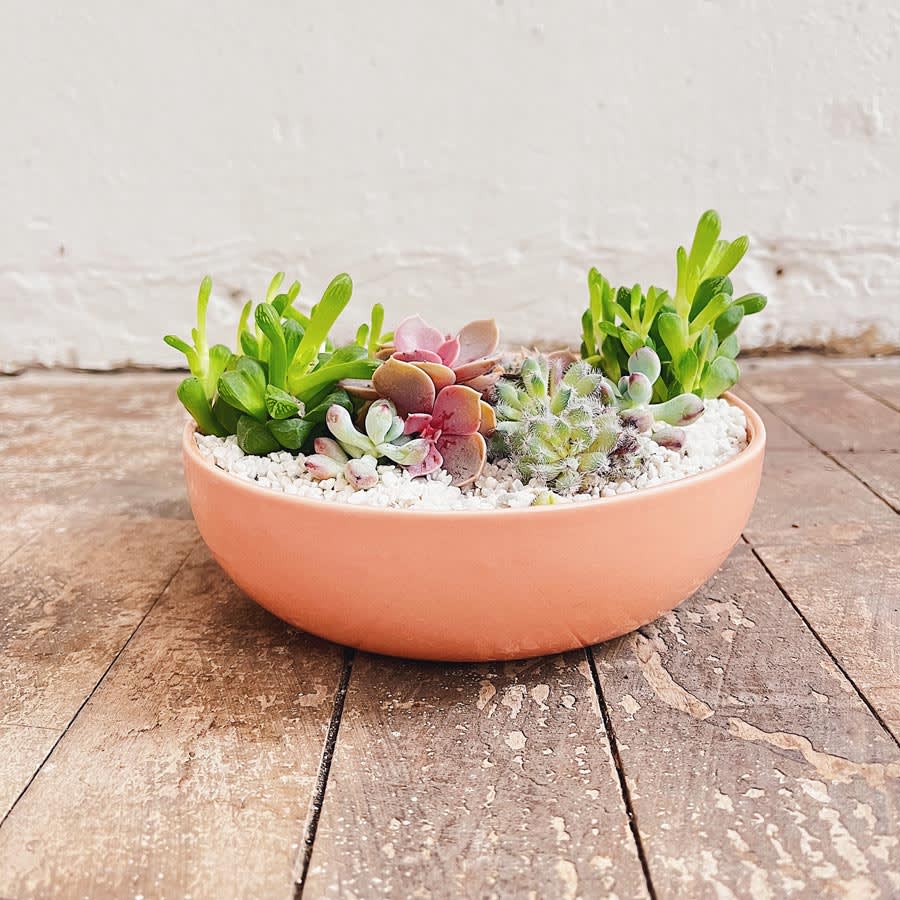 Mini jardín Bowl - Imagen 3